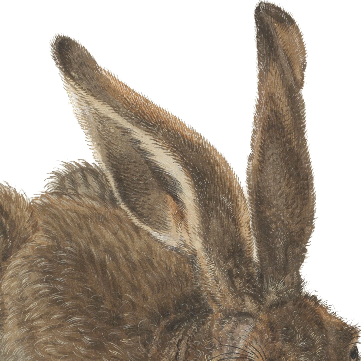 Albrecht Dürer ⎮ The Hare & Turf ⎮ 11oz Mug